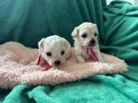 Mika i Koko - 4 tygodnie